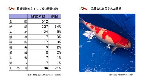 木木錦鯉命|日本伝統の「泳ぐ芸術品」錦鯉について学ぼう：農林水産省